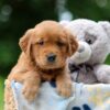 Image of Wendy, a Golden Retriever puppy