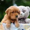 Image of Wendy, a Golden Retriever puppy