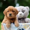 Image of Wendy, a Golden Retriever puppy