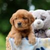 Image of Wendy, a Golden Retriever puppy