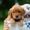 Image of Wendy, a Golden Retriever puppy