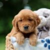 Image of Wendy, a Golden Retriever puppy