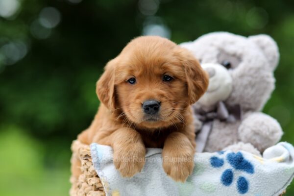 Image of Wendy, a Golden Retriever puppy
