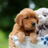 Image of Wendy, a Golden Retriever puppy