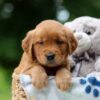 Image of Wendy, a Golden Retriever puppy