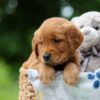 Image of Wendy, a Golden Retriever puppy