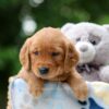 Image of Whisper, a Golden Retriever puppy