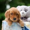 Image of Whisper, a Golden Retriever puppy