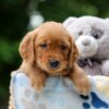 Image of Whisper, a Golden Retriever puppy