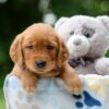 Image of Whisper, a Golden Retriever puppy
