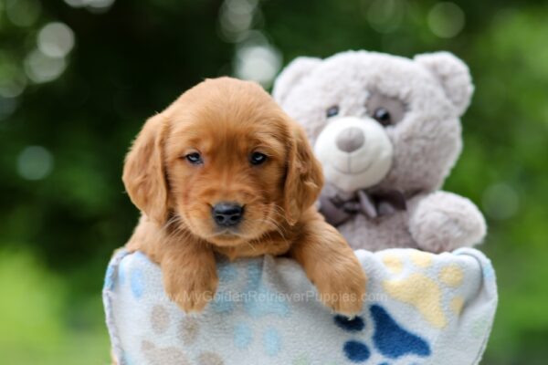 Image of Whisper, a Golden Retriever puppy