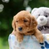 Image of Whisper, a Golden Retriever puppy