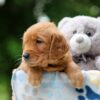 Image of Whisper, a Golden Retriever puppy