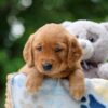 Image of Whisper, a Golden Retriever puppy