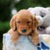 Image of Whisper, a Golden Retriever puppy