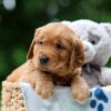 Image of Wiggles, a Golden Retriever puppy