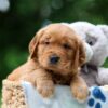 Image of Wiggles, a Golden Retriever puppy