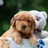 Image of Wiggles, a Golden Retriever puppy