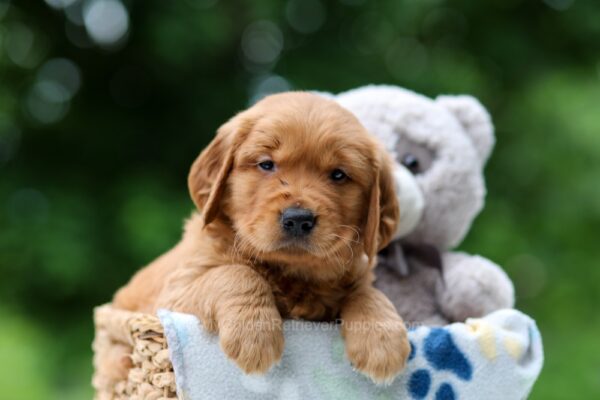 Image of Wiggles, a Golden Retriever puppy