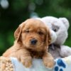 Image of Wiggles, a Golden Retriever puppy