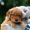 Image of Wiggles, a Golden Retriever puppy