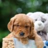 Image of Wiggles, a Golden Retriever puppy