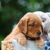 Image of Wiggles, a Golden Retriever puppy