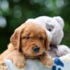 Image of Wiggles, a Golden Retriever puppy