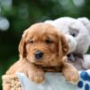 Image of Wiggles, a Golden Retriever puppy