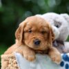 Image of Wiggles, a Golden Retriever puppy
