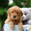 Image of Willow, a Golden Retriever puppy
