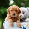 Image of Willow, a Golden Retriever puppy