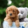 Image of Willow, a Golden Retriever puppy