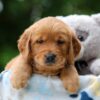 Image of Willow, a Golden Retriever puppy