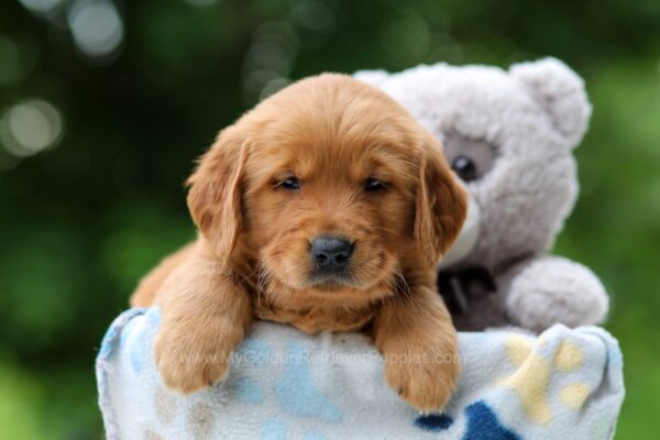 Image of Willow, a Golden Retriever puppy