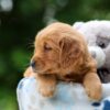 Image of Willow, a Golden Retriever puppy