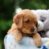 Image of Willow, a Golden Retriever puppy