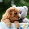 Image of Willow, a Golden Retriever puppy