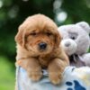 Image of Woody, a Golden Retriever puppy
