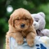 Image of Woody, a Golden Retriever puppy