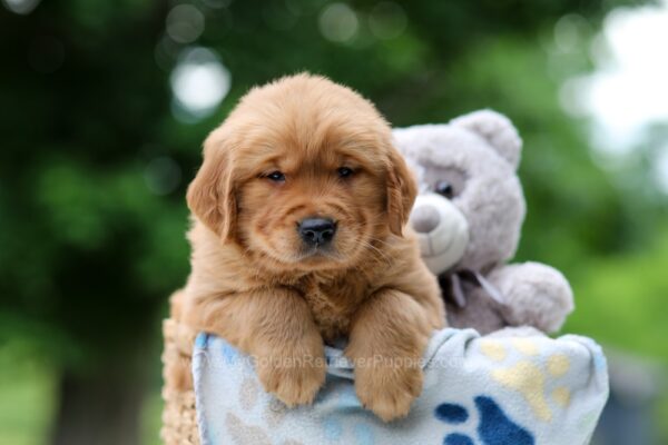 Image of Woody, a Golden Retriever puppy