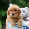 Image of Woody, a Golden Retriever puppy