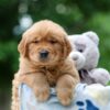 Image of Woody, a Golden Retriever puppy