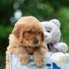 Image of Woody, a Golden Retriever puppy