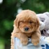 Image of Woody, a Golden Retriever puppy