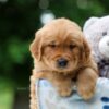 Image of Woody, a Golden Retriever puppy
