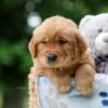 Image of Woody, a Golden Retriever puppy