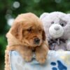 Image of Woody, a Golden Retriever puppy