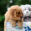 Image of Woody, a Golden Retriever puppy