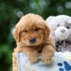 Image of Woody, a Golden Retriever puppy